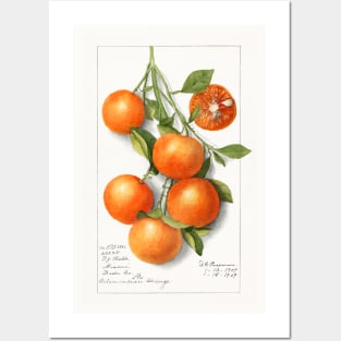 Oranges (Calamondian) (1919) Posters and Art